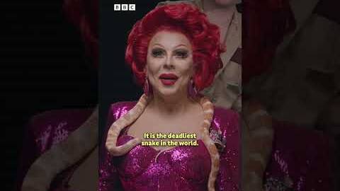 Drag Race vs snake 🐍 - BBC