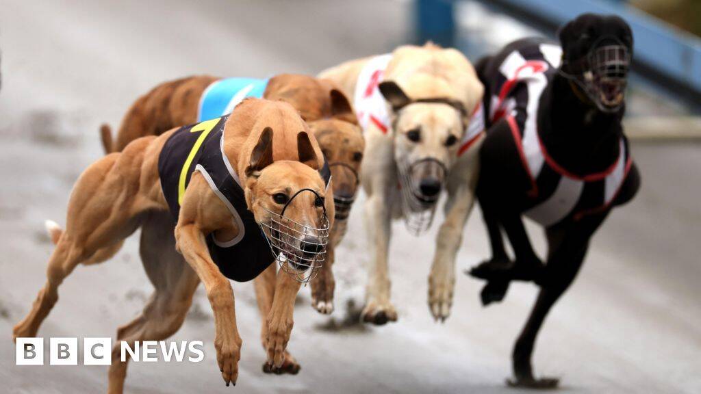 Greyhounds bound for Australia as New Zealand racing ban takes effect