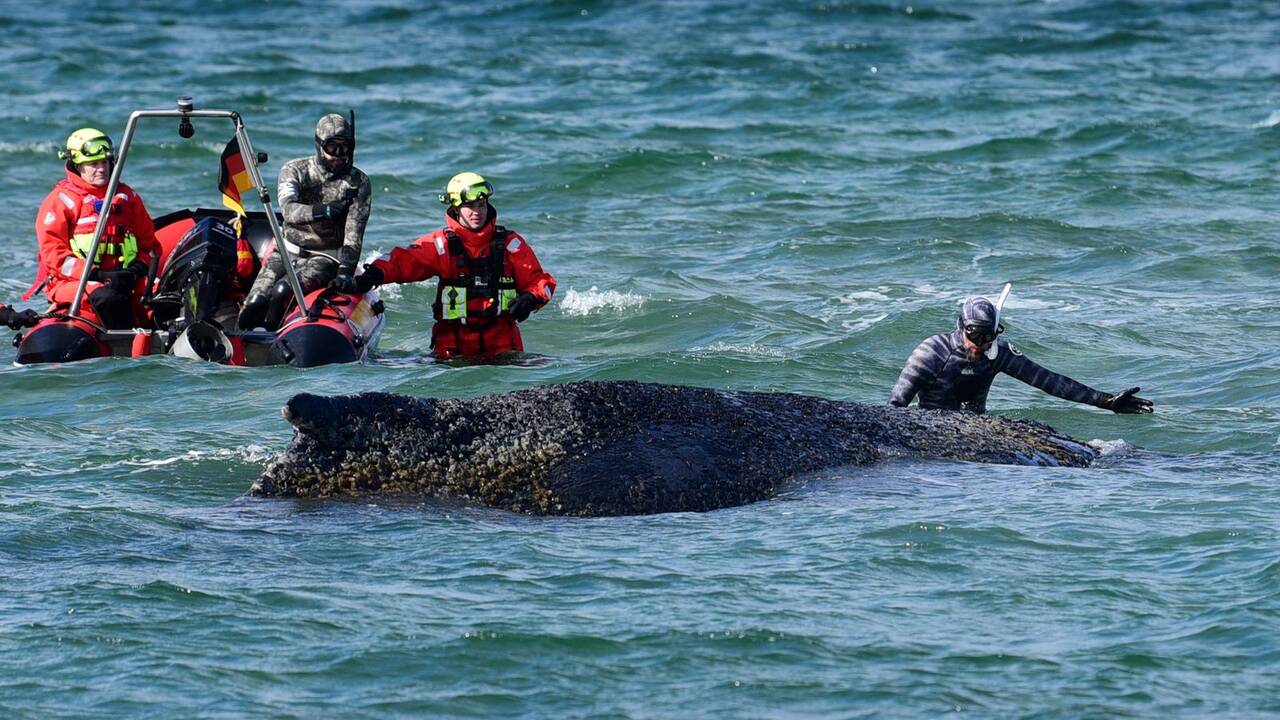 Whale freed by rescuers after days stranded on Baltic coast