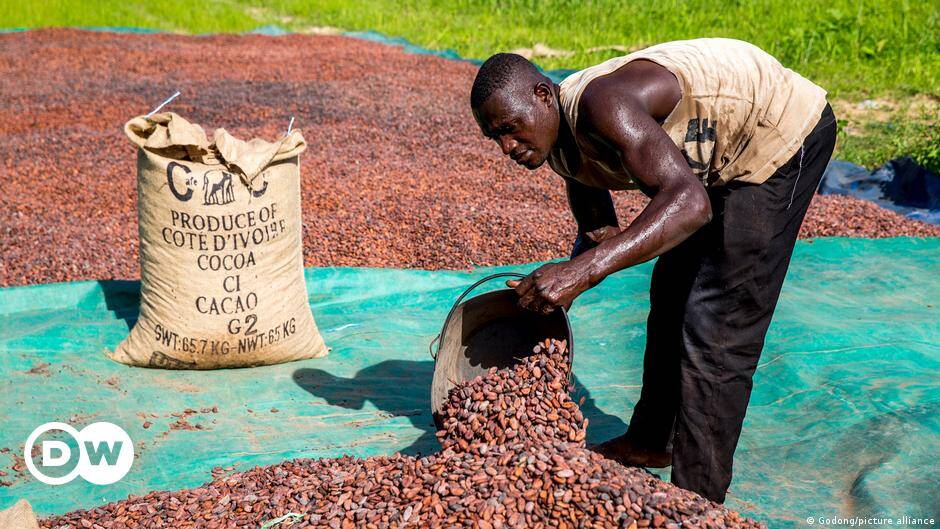 How the cocoa price crash is crushing West African farmers