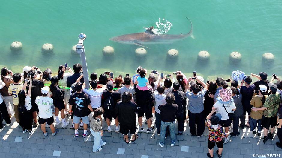 South Korea: Lost shark draws over half a million visitors