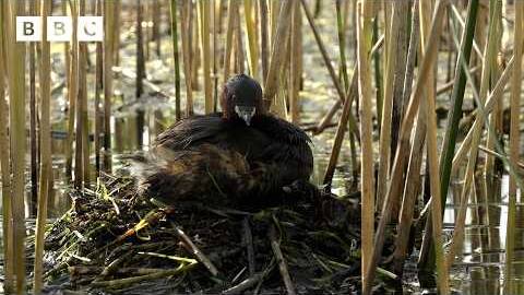 🔴 LIVE wildlife cameras 🌿 1 June 🐦 BBC Springwatch 2026