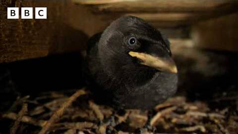 🔴 LIVE wildlife cameras 🌿 10 June 🐦 BBC Springwatch 2026