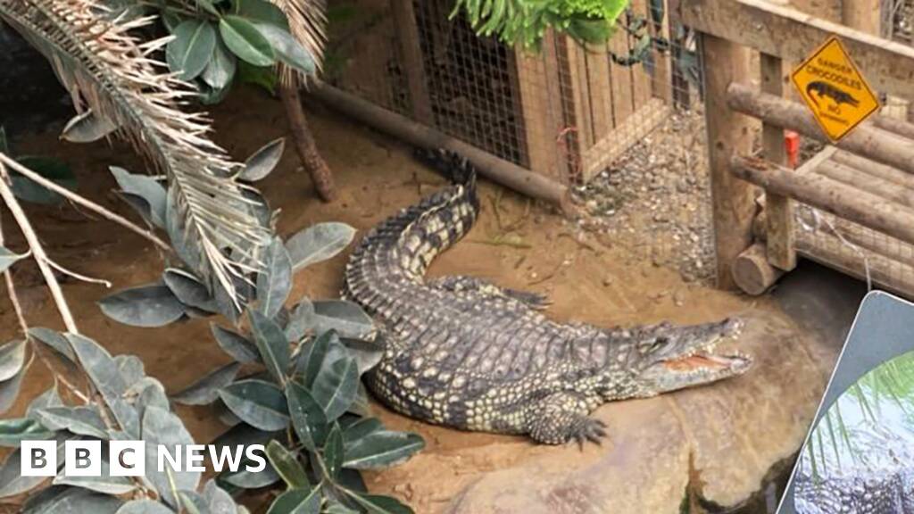 Boy, 3, in stable condition after crocodile attack