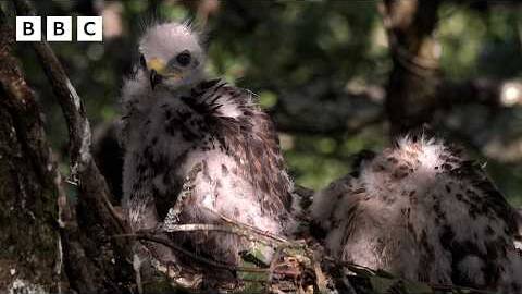 🔴 LIVE wildlife cameras 🌿 11 June 🐦 BBC Springwatch 2026