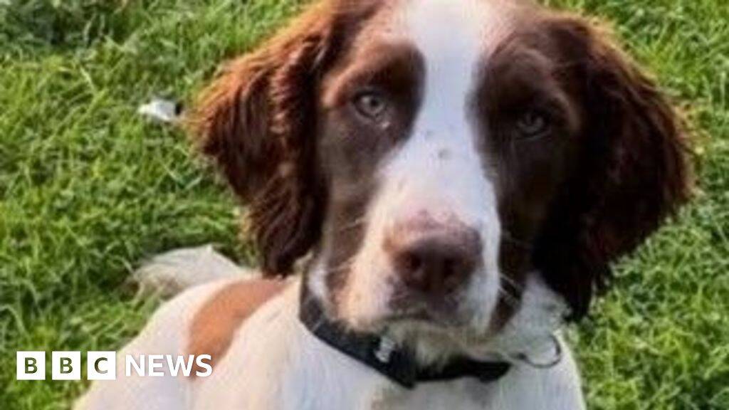 Dog who helped police Queen's funeral dies after car crash