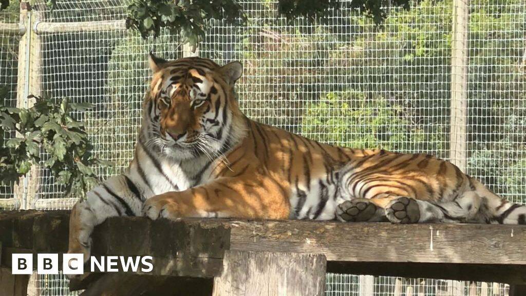 Wildlife park remains closed after tiger attack