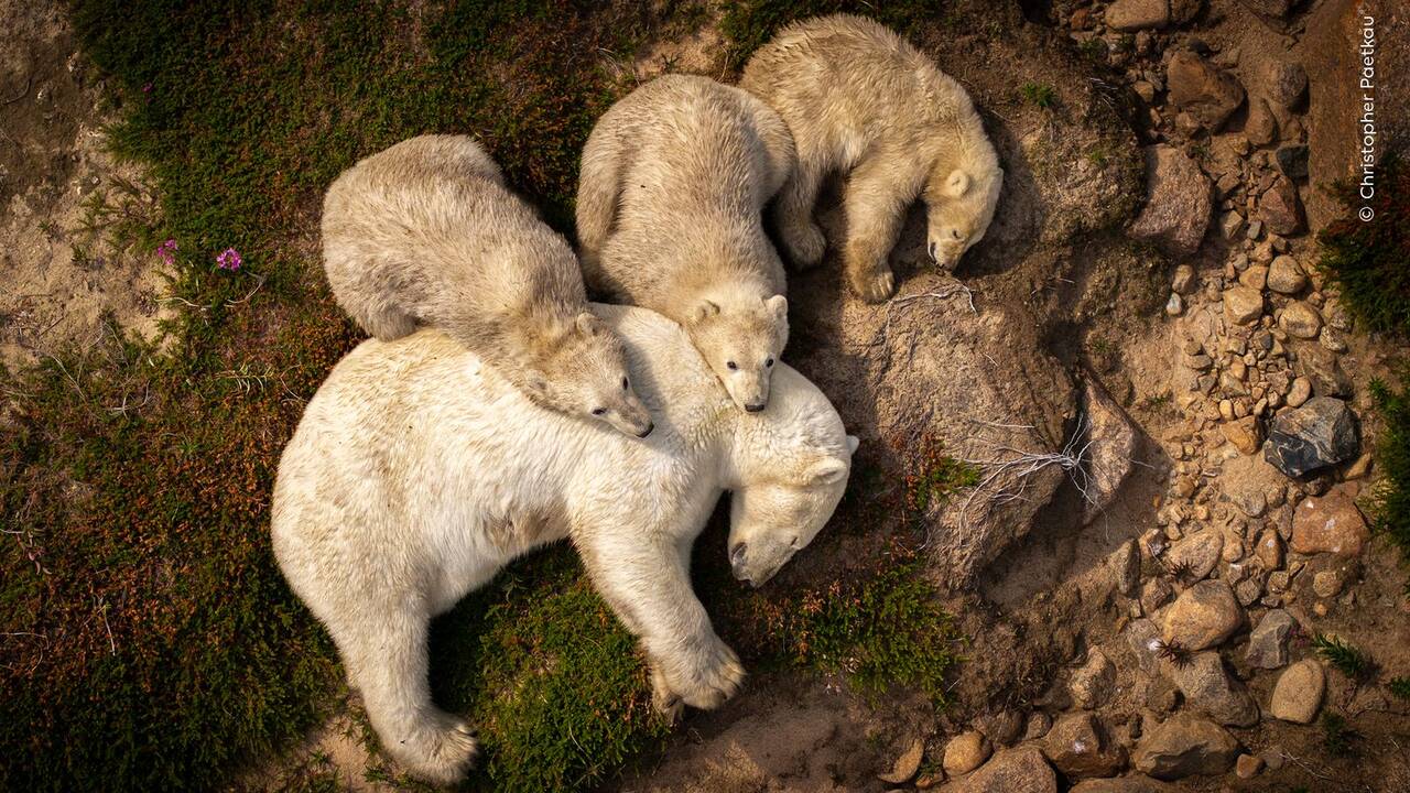 Wildlife Photographer of the Year: People's Choice winner named