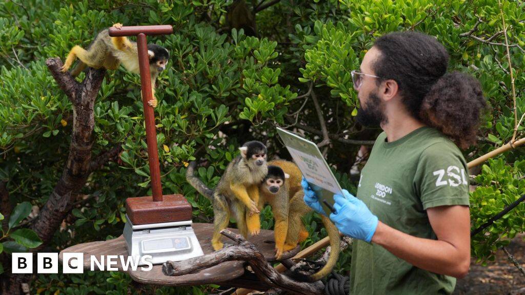 London Zoo animals hop on scales for weigh-in