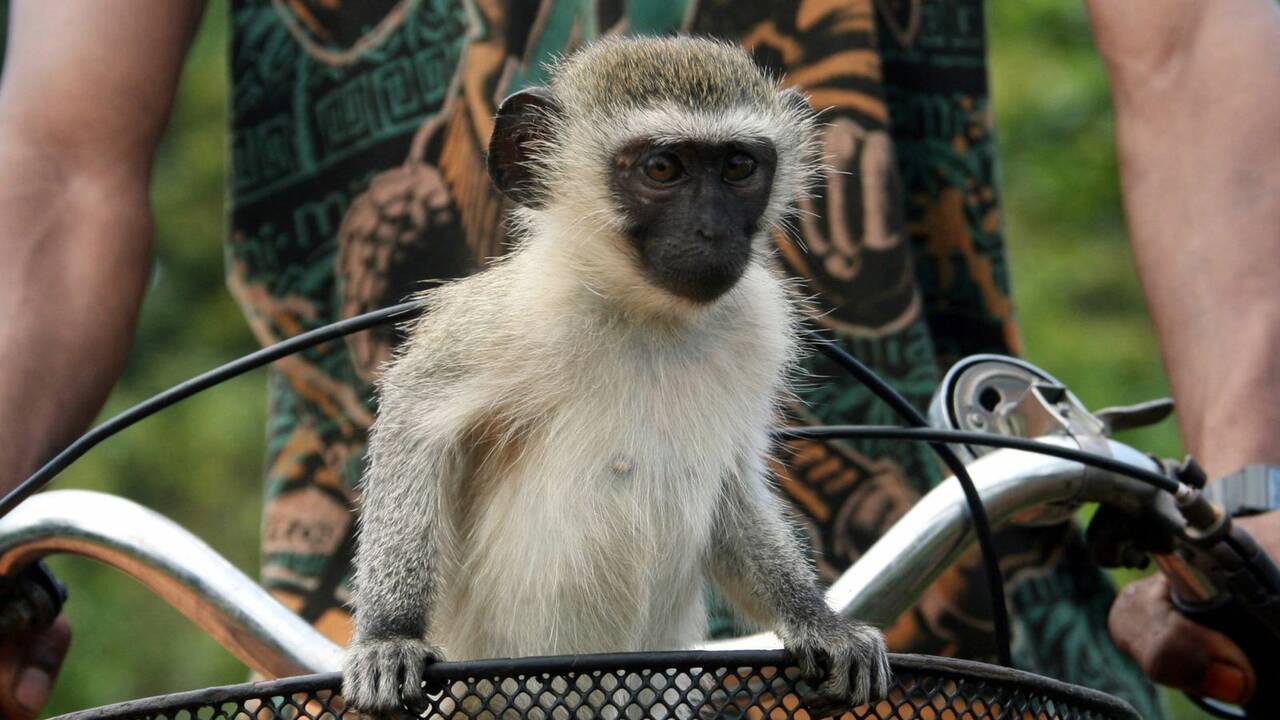 Escaped monkeys run wild in St Louis as AI hinders efforts to catch them