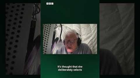 More David Attenborough incoming! 💚