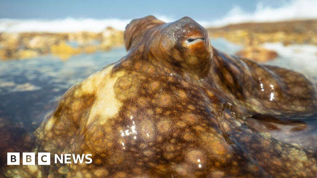 Blue Planet III: Moment octopus escapes death after hunt gone wrong