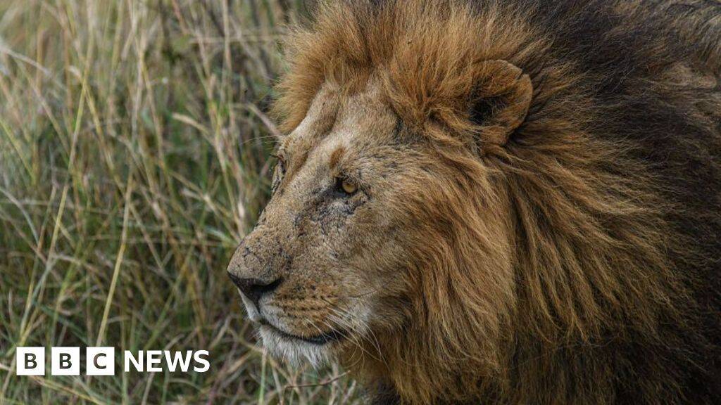 Troubled New Zealand wildlife park euthanises two lions