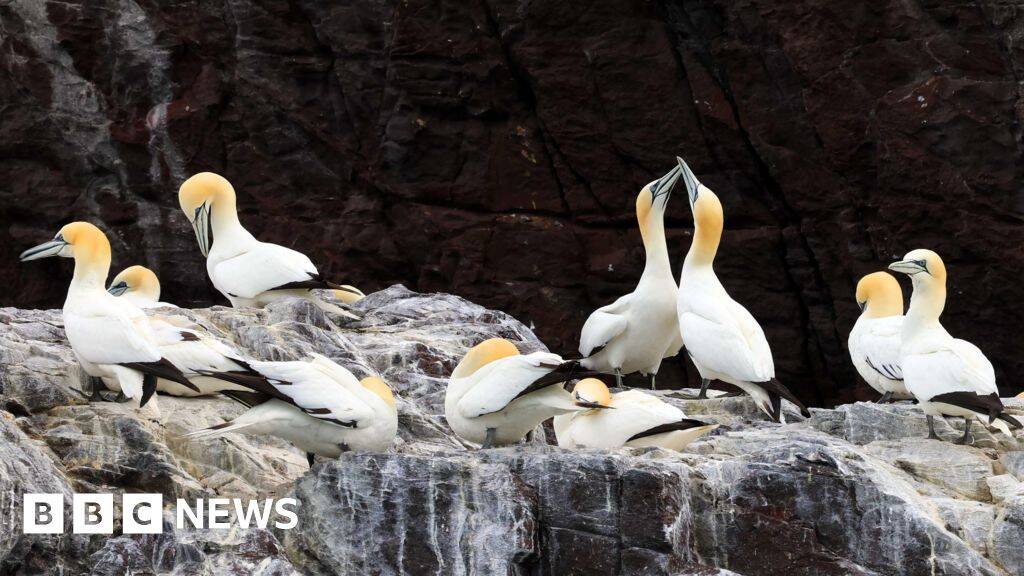 Gannet colonies could take 15 years to recover from bird flu