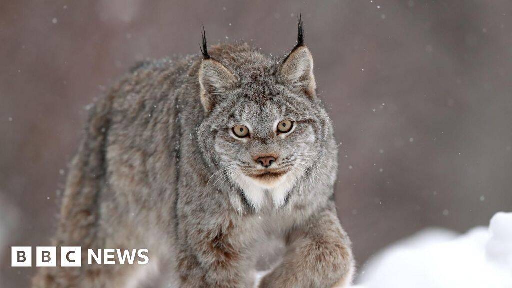 Panther and leopard among reported big cat sightings in Wales
