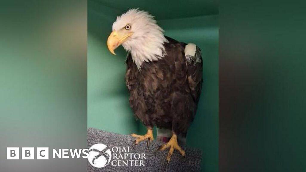 Jackie, the famous California bald eagle, dies after weeks of intensive care