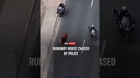 Runaway horse chased by police