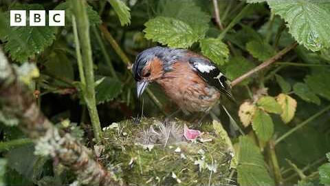 🔴 LIVE wildlife cameras 🌿 8 June 🐦 BBC Springwatch 2026