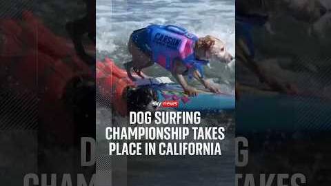 Dog surfing championship takes place in California