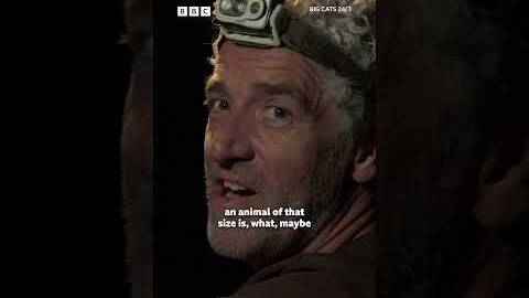 Lion cubs pick the wrong opponent - BBC