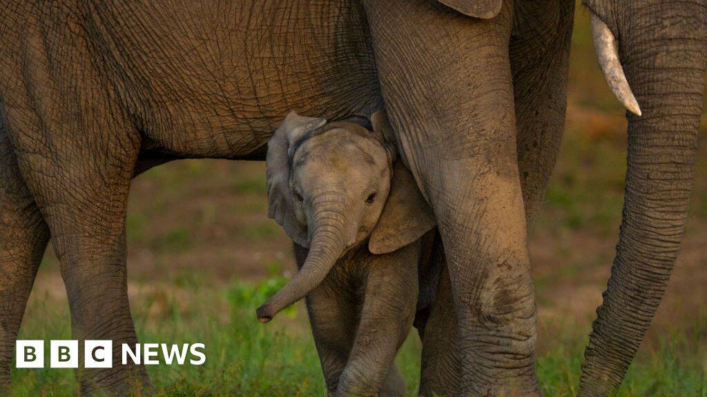 Global nature talks reach deal but money remains an issue