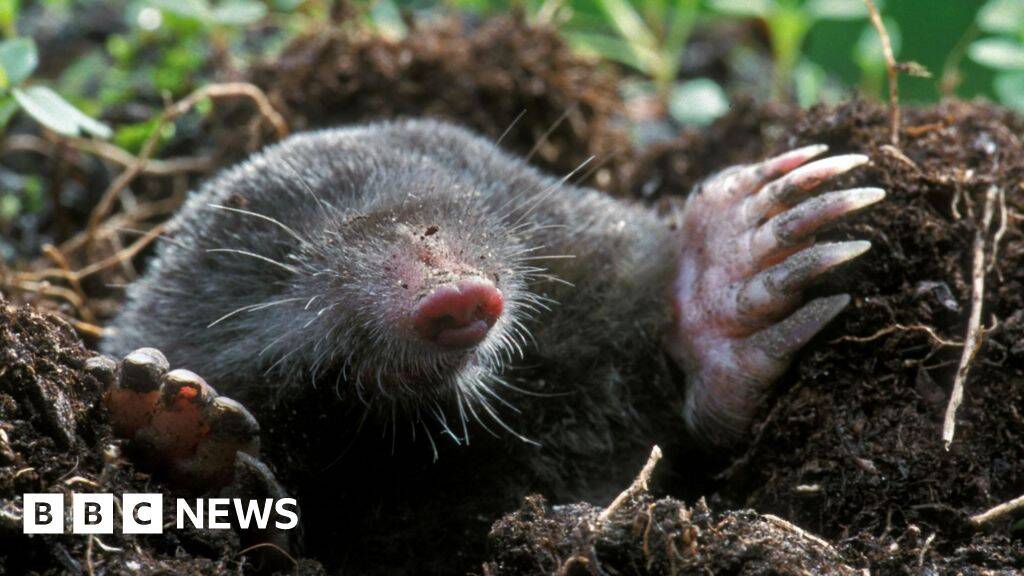 Grisly or just country life? The mole photos dividing social media