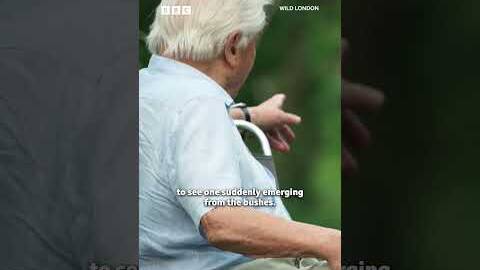 Sir David Attenborough meets a family of foxes from Tottenham 🦊 - BBC