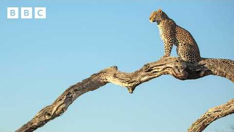 Leopard mother hunts treetop monkeys | Big Cats 24/7 Series 2 - BBC