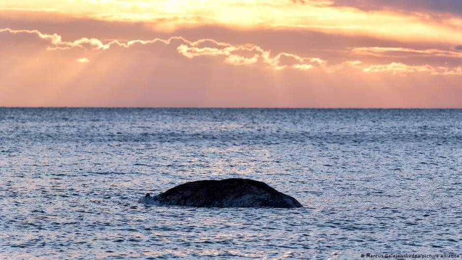 Dead humpback whale off Denmark is 'Timmy'