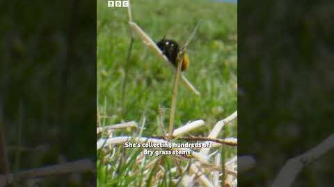 Broomstick riding bee - BBC