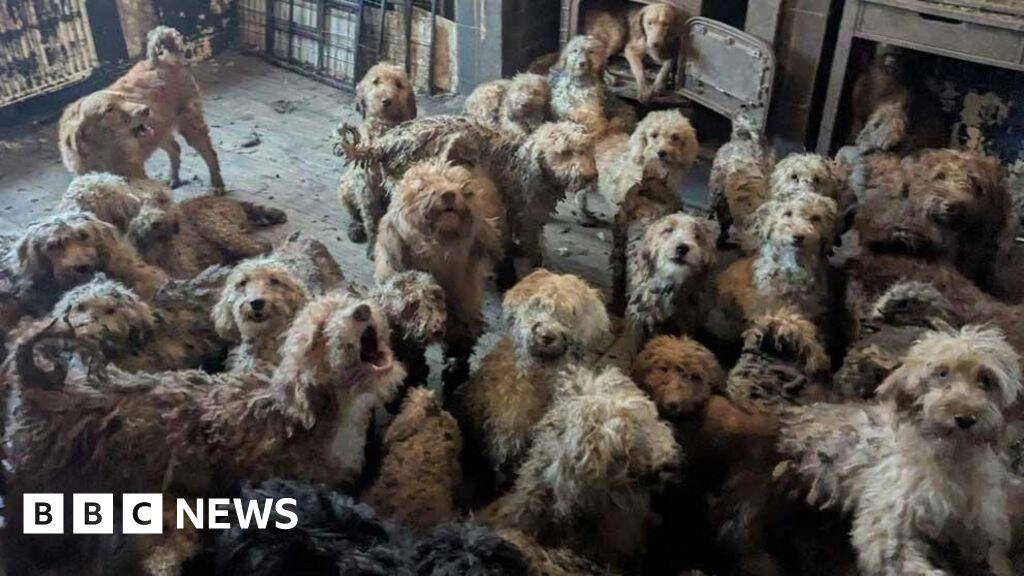 RSPCA says 250 dogs found crammed into one home