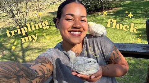 Getting 50 Chicks 🐥 (it didn't go as planned)