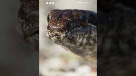 🐍 Snakes vs baby iguana 🦎 - BBC