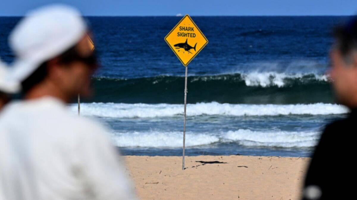 Shark attack leaves boy in critical condition in Sydney Harbour