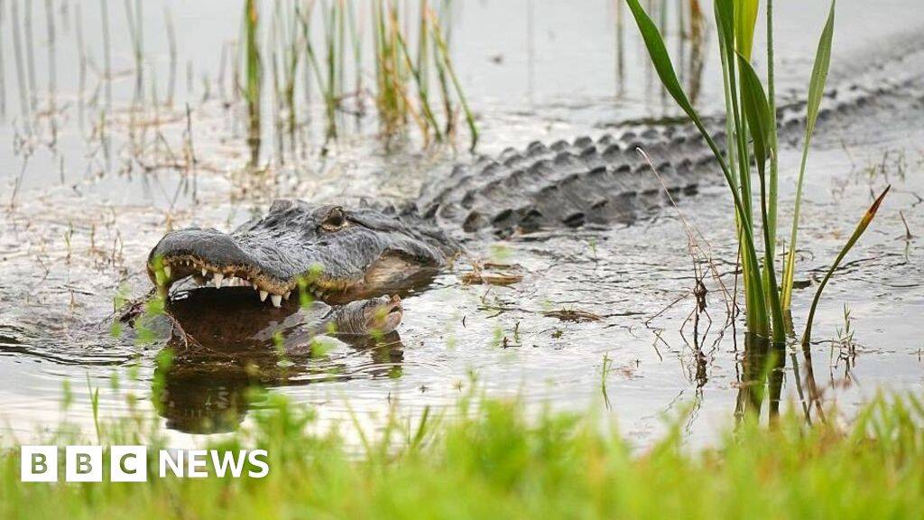 Alligator kills 71-year-old man fishing in Florida