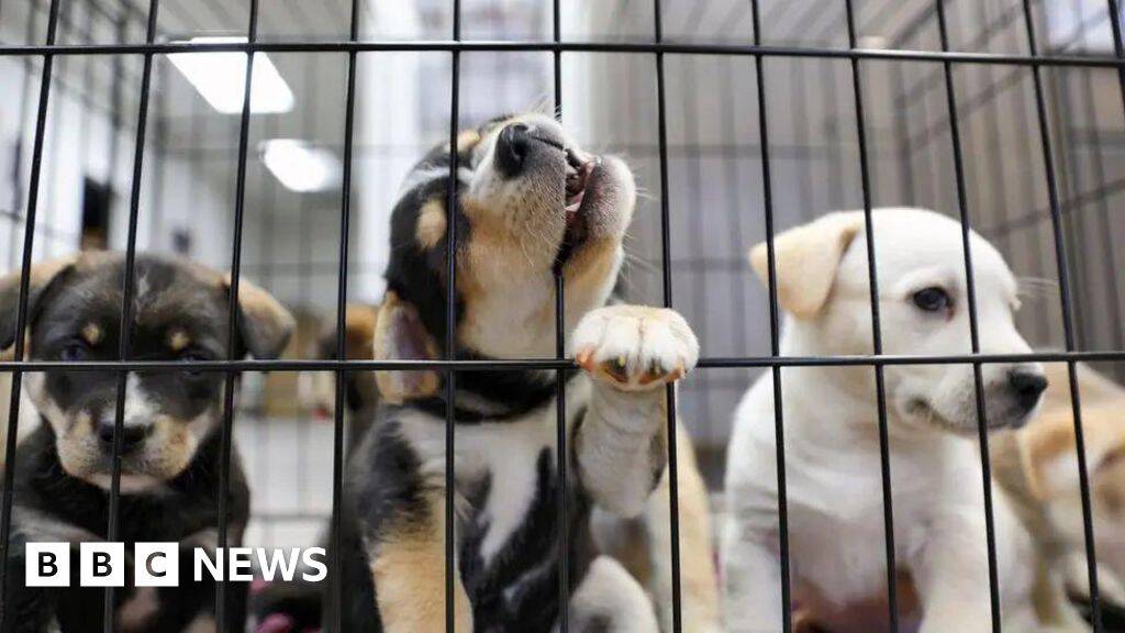 Puppy farm ban promised by animal welfare strategy