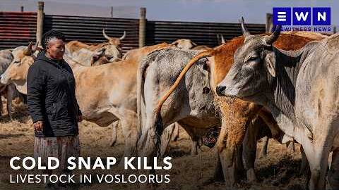 WARNING | GRAPHIC CONTENT: Livestock worth more than R200,000 lost due to severe weather conditions