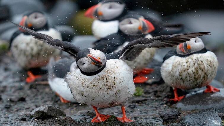Nearly 50% of migratory bird species facing decline worldwide