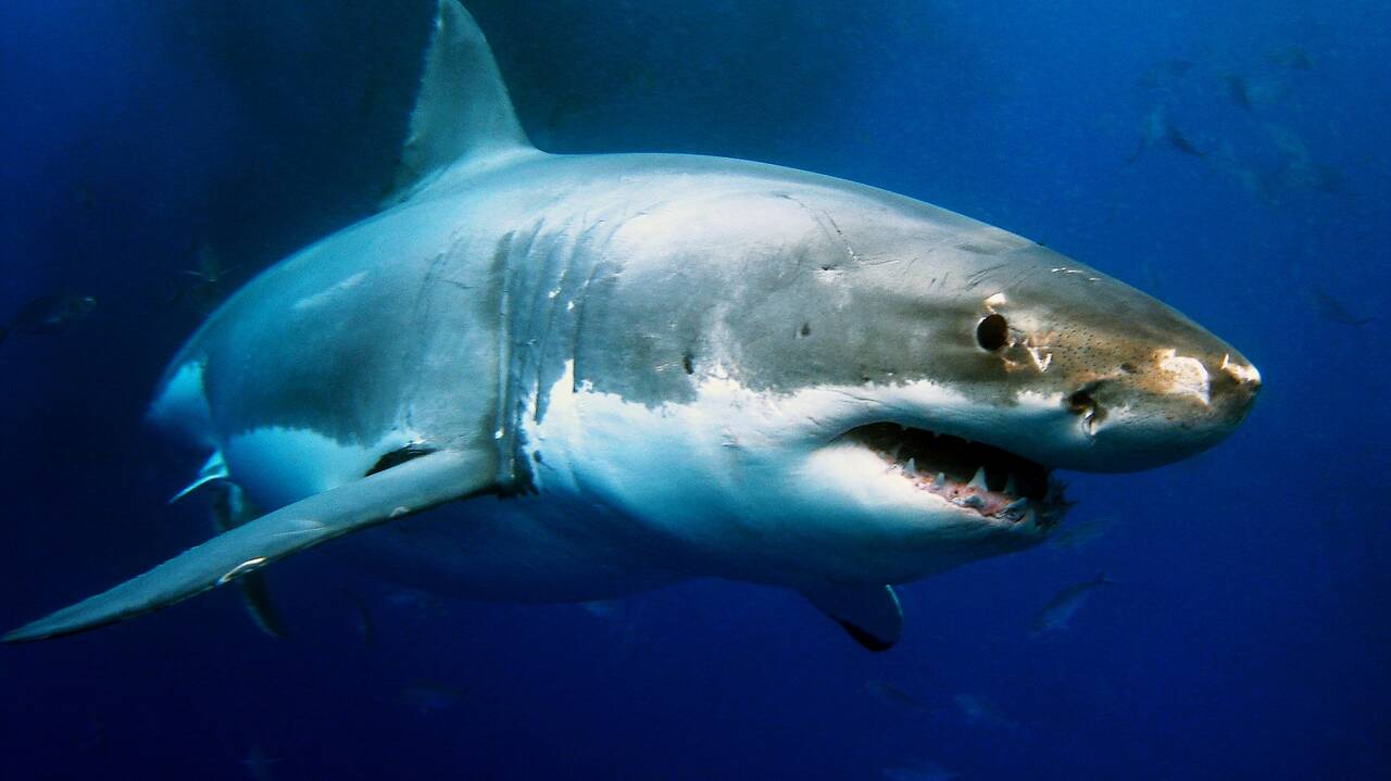 Shark attack leaves boy critical