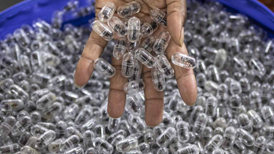 Chinese man sentenced to year in jail for trying to smuggle thousands of ants out of Kenya