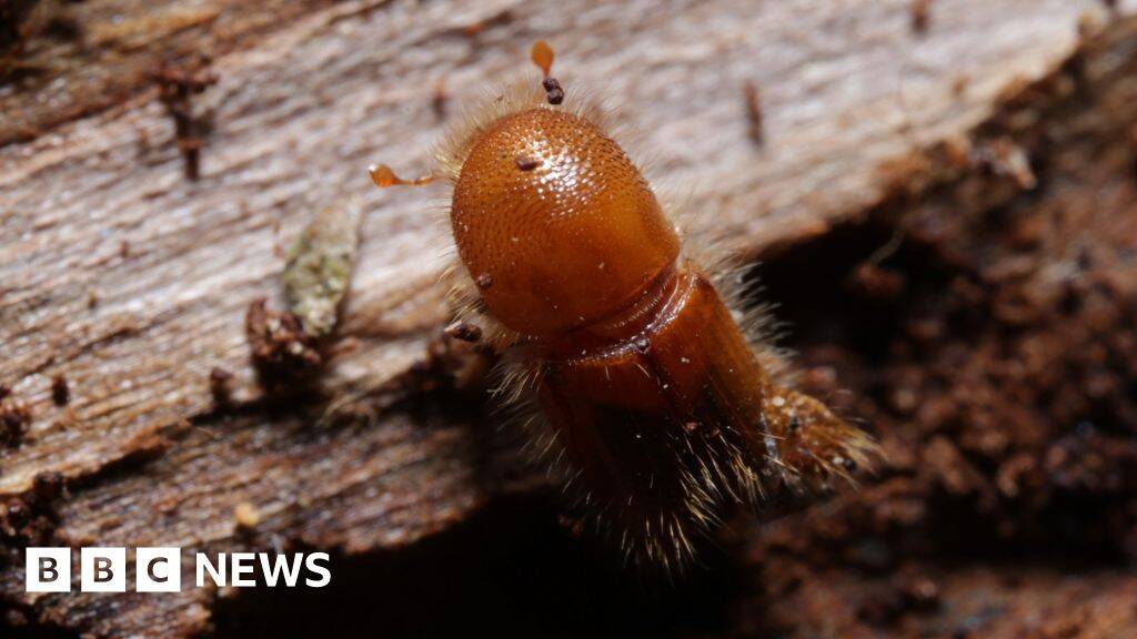 Drones join battle against eight-toothed beetle threatening forests