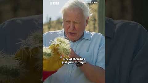 Sir David Attenborough encounters the most dangerous plant in the desert