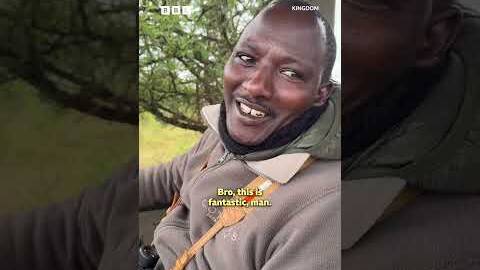 Big mane energy! 🦁💥 @CamWhitnall  tells us more about filming male lion coalitions in Africa