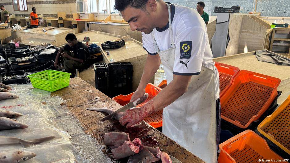 Mediterranean sharks are vanishing in a legal void