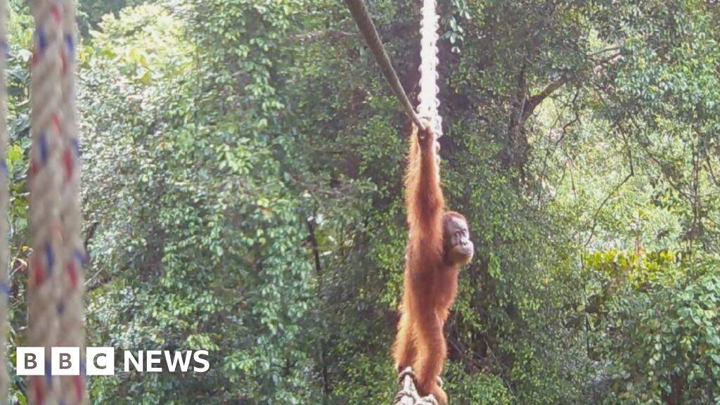 Watch: How one orangutan braved new bridge to unite his split community