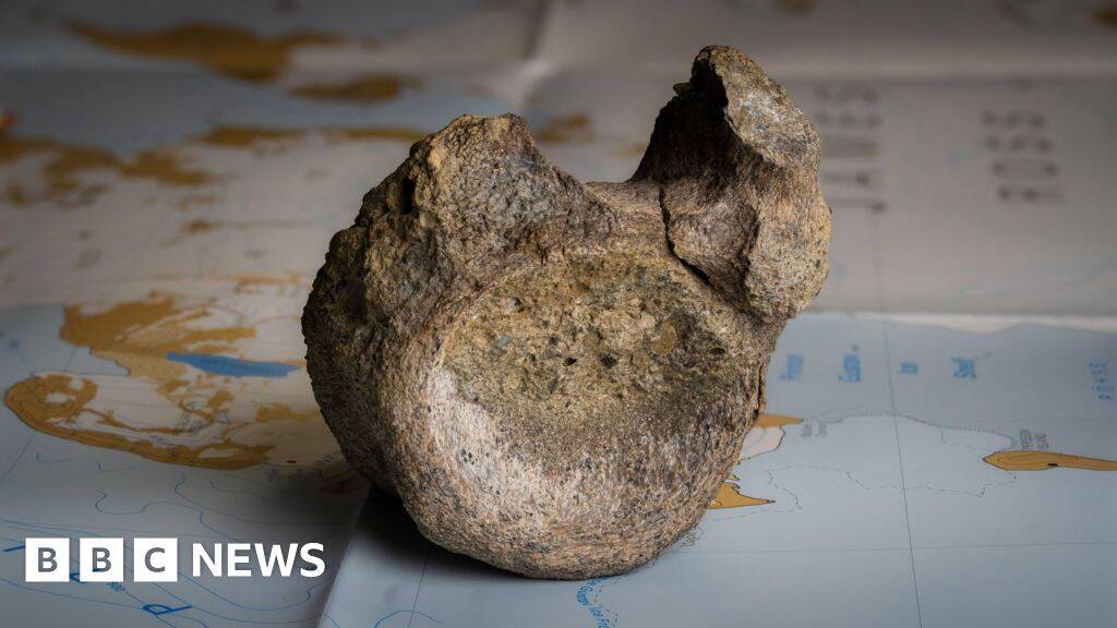 First dinosaur bone from Antarctica found in a drawer