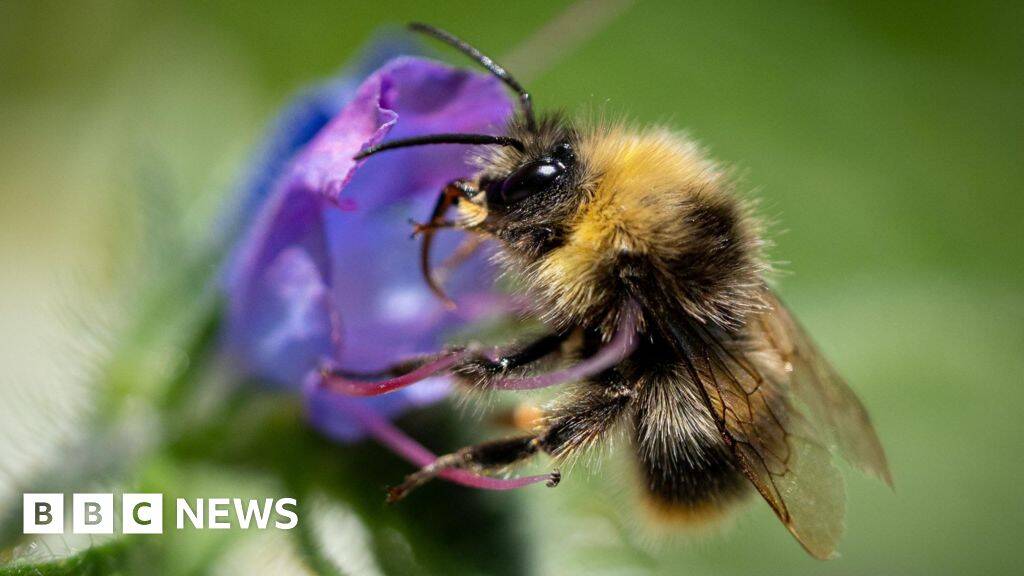 UK's furry bumblebees 'keeling over' in heatwaves