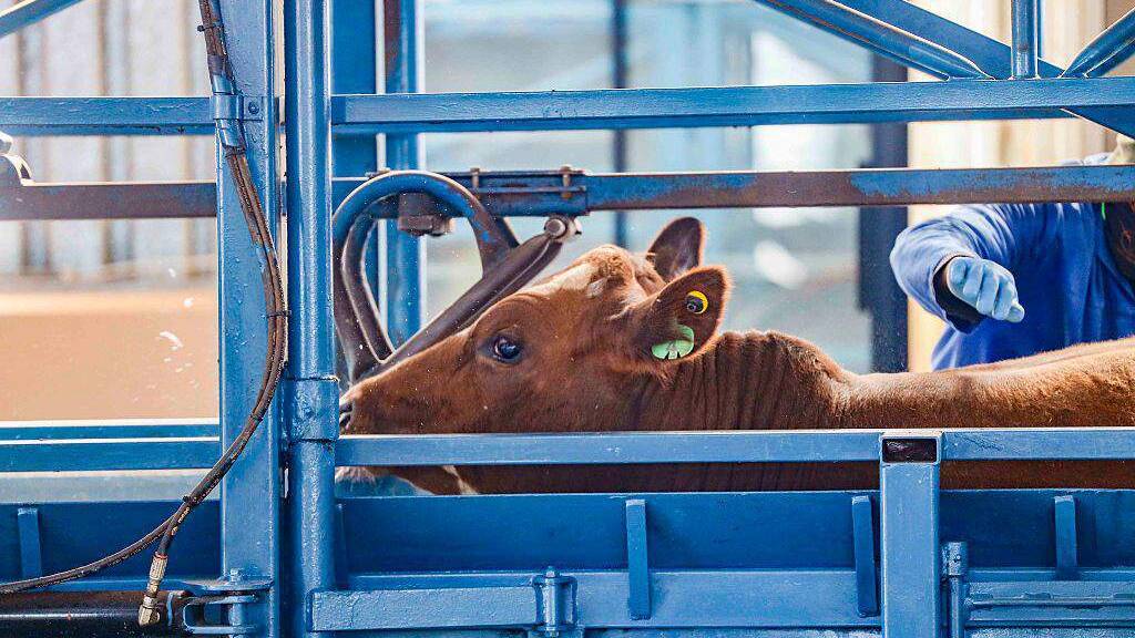 50 000 more vaccine doses bolster Western Cape&rsquo;s battle against foot-and-mouth disease