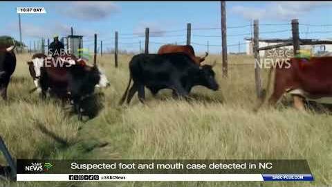 Red Meat Producers' Organisation concerned about FMD spread