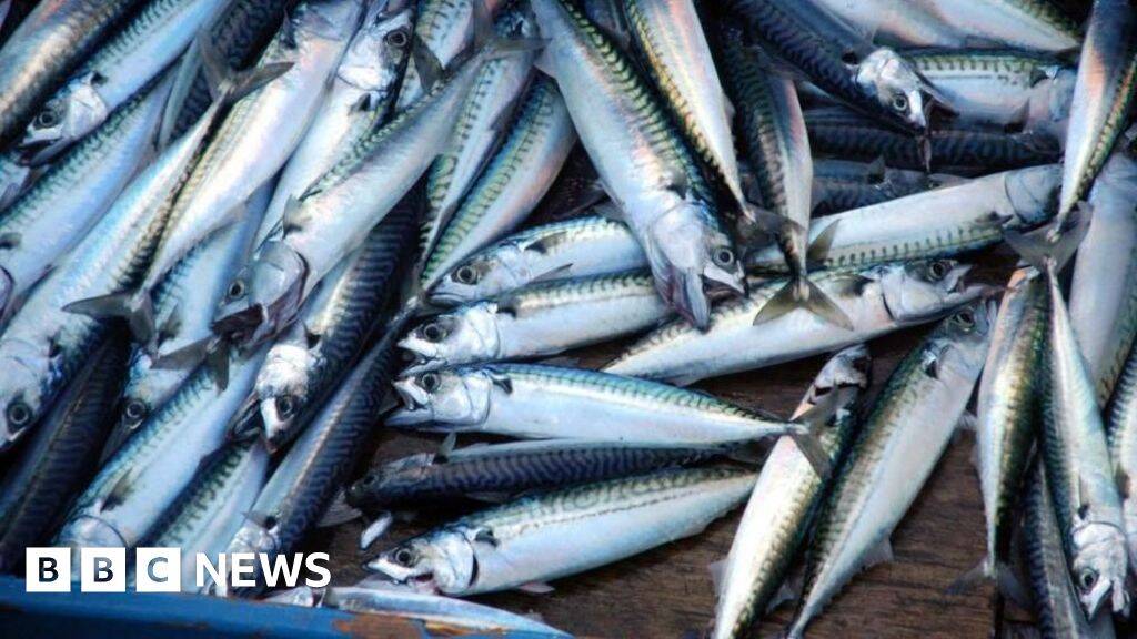 'Skimpflation' warning as tinned mackerel alternative hits more supermarket shelves